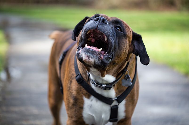 Dog Bite Injuries in California: Understanding Strict Liability & Victim Rights - Justice Guys
